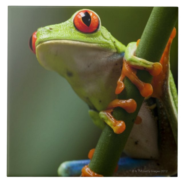 Costa Rica, Monteverde, Rot-Mit Augen Baum-Frosch Fliese (Vorderseite)