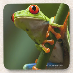 Costa Rica, Monteverde, Rot-Mit Augen Baum-Frosch Getränkeuntersetzer