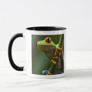 Costa Rica, Monteverde, Rot-Mit Augen Baum-Frosch Tasse