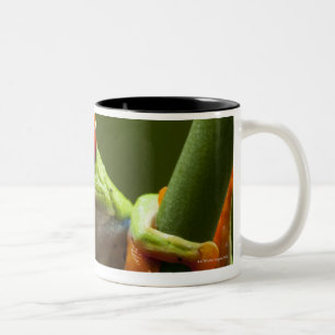 Costa Rica, Monteverde, Rot-Mit Augen Baum-Frosch Zweifarbige Tasse