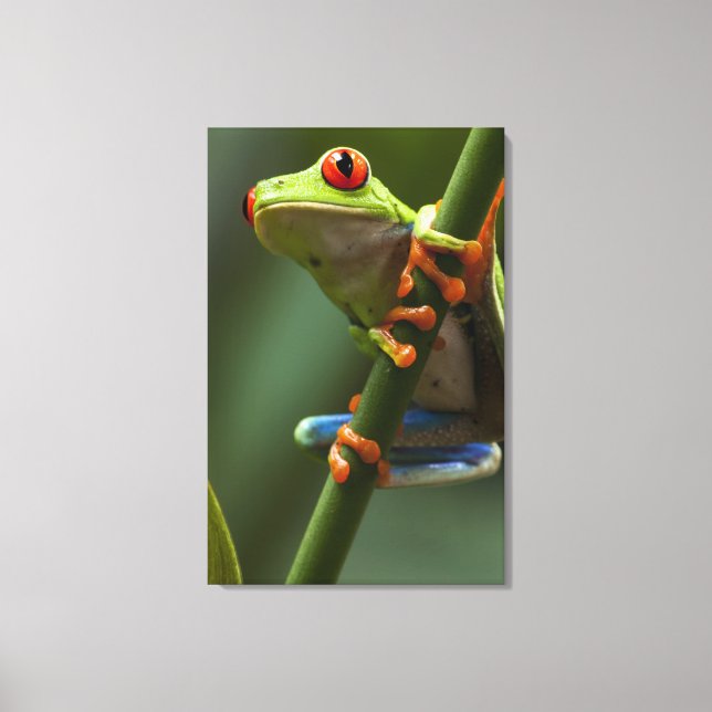 Costa Rica, Monteverde, Roter Mit Augen Baumfrosch Leinwanddruck (Vorderseite)
