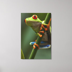 Costa Rica, Monteverde, Roter Mit Augen Baumfrosch Leinwanddruck