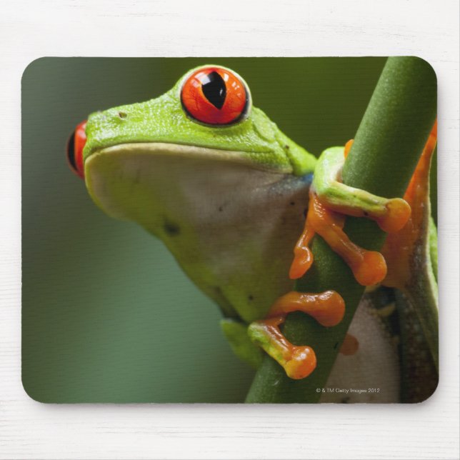 Costa Rica, Monteverde, Roter Mit Augen Baumfrosch Mousepad (Vorne)
