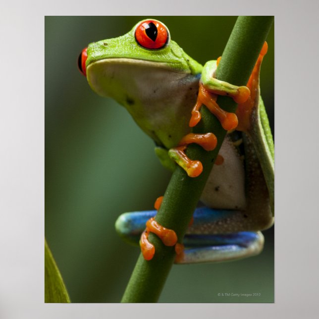 Costa Rica, Monteverde, Roter Mit Augen Baumfrosch Poster (Vorne)