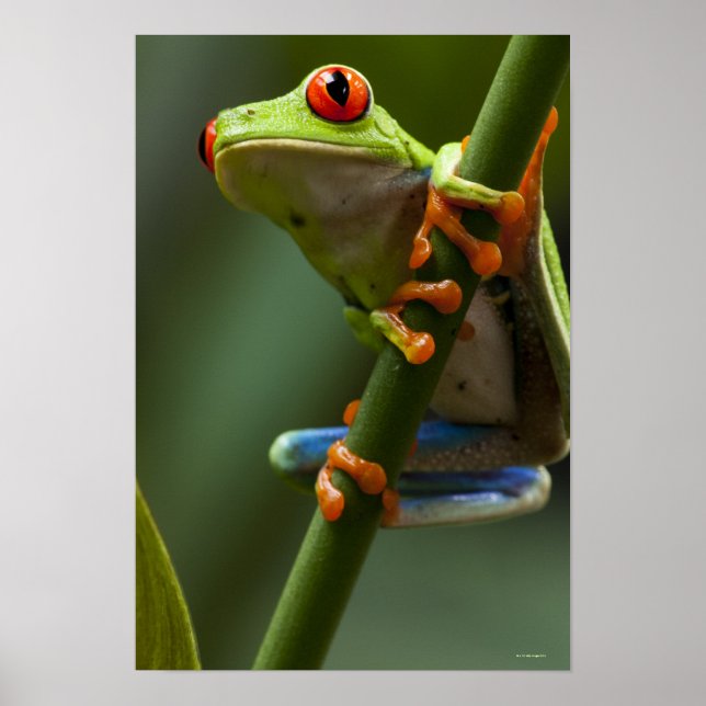 Costa Rica, Monteverde, Roter Mit Augen Baumfrosch Poster (Vorne)