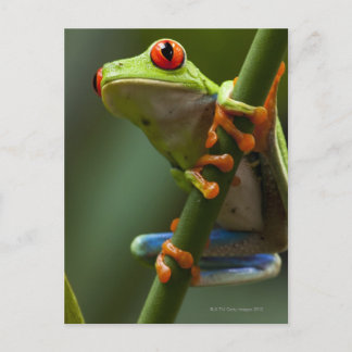 Costa Rica, Monteverde, Roter Mit Augen Baumfrosch Postkarte