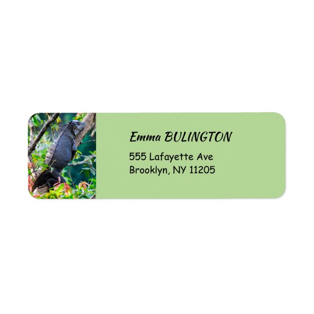 Costa Rica, Muelle - Lazy Iguana in einem Baum (Vorne)