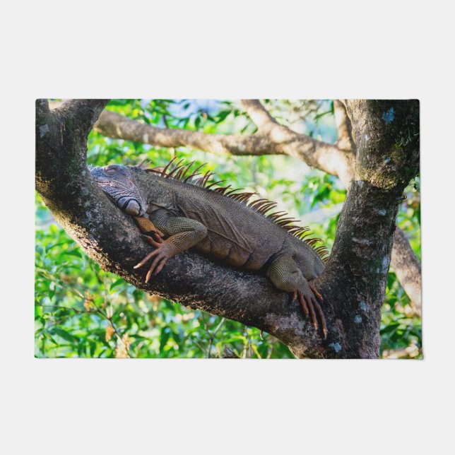 Costa Rica, Muelle - Lazy Iguana in einem Baum Fußmatte (Vorderseite)