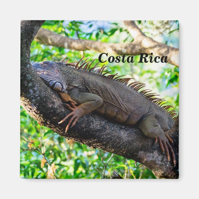 Costa Rica, Muelle - Lazy Iguana in einem Baum Magnet (Vorne)