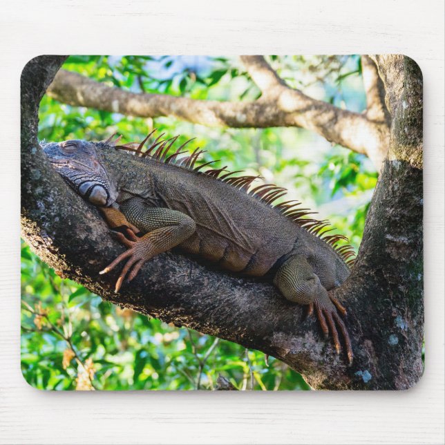 Costa Rica, Muelle - Lazy Iguana in einem Baum Mousepad (Vorne)
