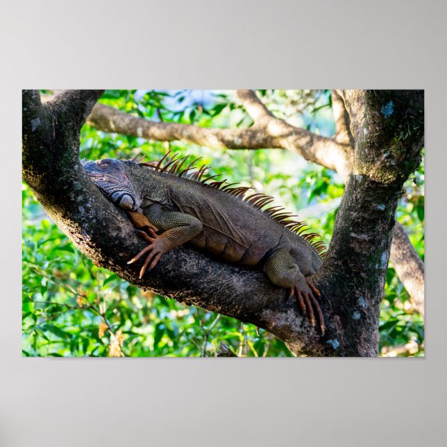 Costa Rica, Muelle - Lazy Iguana in einem Baum Poster (Vorne)