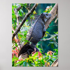 Costa Rica, Muelle - Lazy Iguana in einem Baum Poster