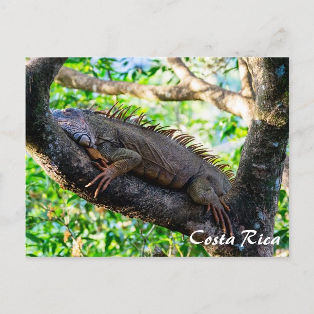 Costa Rica, Muelle - Lazy Iguana in einem Baum Postkarte (Vorderseite)