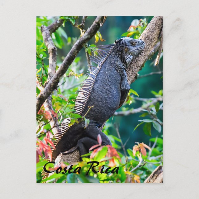 Costa Rica, Muelle - Lazy Iguana in einem Baum Postkarte (Vorderseite)
