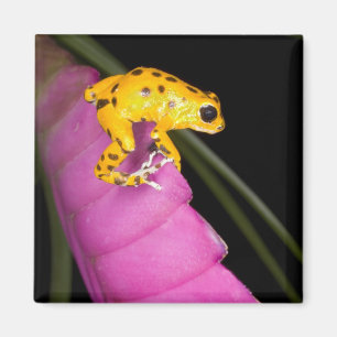 Costa Rica. Nahaufnahme eines Pfeilgiftfroschs Magnet