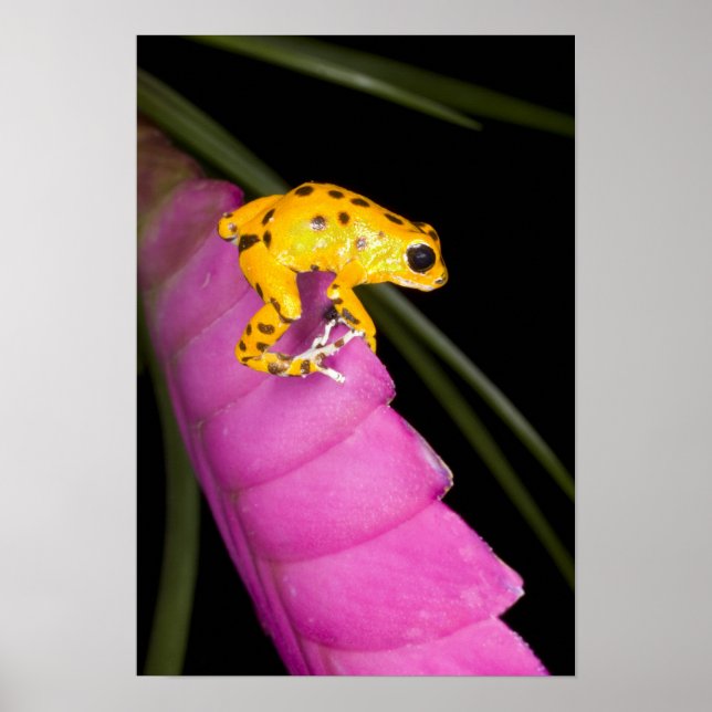 Costa Rica. Naher Giftdarmfrosch Poster (Vorne)