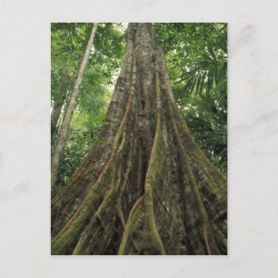 Costa Rica, Nationalpark Corcovado, Buttressed Postkarte