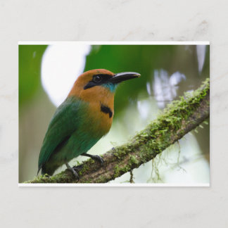 Costa Rica Postcard Postkarte