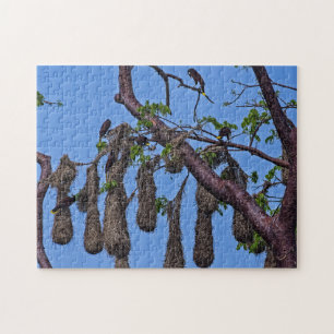 Costa Rica, Punta Cahuita - Psarocolius decumanus Puzzle