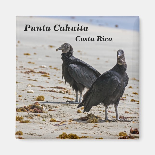 Costa Rica, Punta Cahuita - Schwarze Geier Magnet (Vorne)