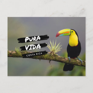 Costa Rica Pura Vida Toucan Foto Postcard Postkarte