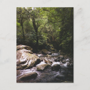 Costa Rica Rainforest Postcard Postkarte