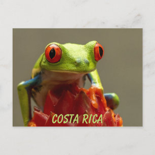 Costa Rica Red-Mit Augen Tree Frog Souvenir Postkarte