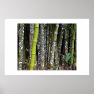 Costa Rica Regenwald Bamboo Art Poster