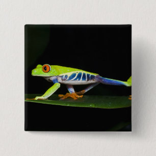 Costa Rica, Rotaugen-Laubfrosch (Agalychnis Button