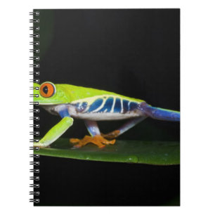 Costa Rica, Rotaugen-Laubfrosch (Agalychnis Notizblock