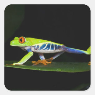 Costa Rica, Rotaugen-Laubfrosch (Agalychnis Quadratischer Aufkleber