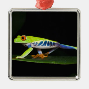Costa Rica, Rotaugen-Laubfrosch (Agalychnis Silbernes Ornament