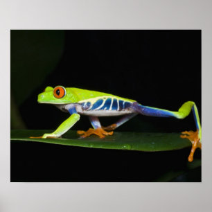 Costa Rica, Rotaugenklaubfrosch (Agalychnis Poster