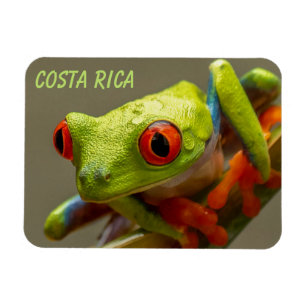Costa Rica Roter Mit Augen Baum Frosch auf Hop vor Magnet