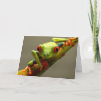 Costa Rica Roter Mit Augen Baum Frosch
