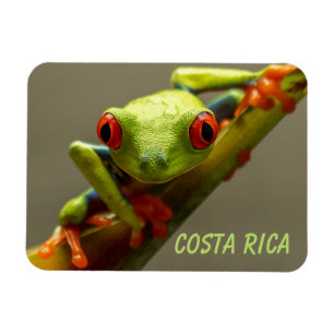 Costa Rica Roter Mit Augen Baum Frosch Magnet