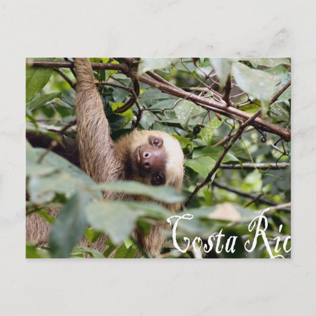 Costa Rica - Sloth Postcard Postkarte (Vorderseite)