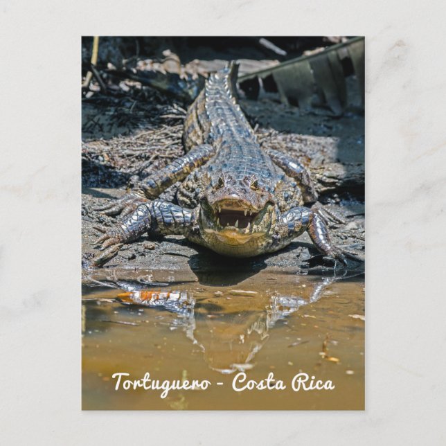 Costa Rica, Tortuguero - Aggressives Krokodil Postkarte (Vorderseite)