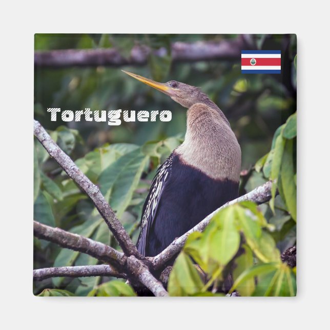 Costa Rica, Tortuguero - Anhinga Magnet (Vorne)