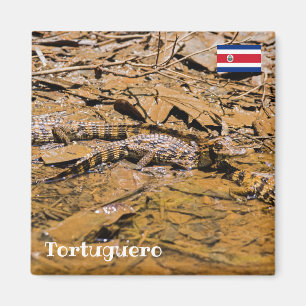 Costa Rica, Tortuguero - Babykrokodile Magnet