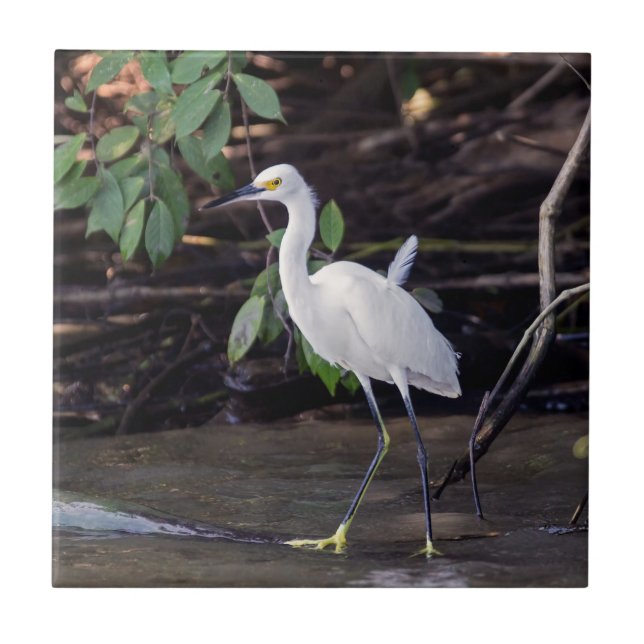 Costa Rica, Tortuguero - Egretta thula Fliese (Vorderseite)