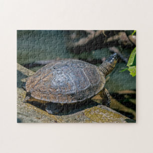 Costa Rica, Tortuguero - Flussschildkröte Puzzle