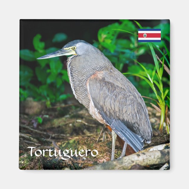 Costa Rica, Tortuguero - Heron Magnet (Vorne)