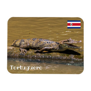 Costa Rica, Tortuguero - Krokodile fräsen Magnet