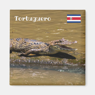 Costa Rica, Tortuguero - Lächelnder Krokodil Magnet
