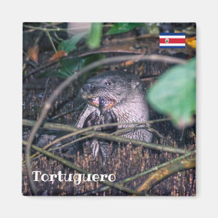 Costa Rica, Tortuguero - Otter frisst Fisch Magnet