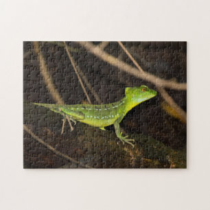 Costa Rica, Tortuguero - Smaragd-Basilisk Puzzle