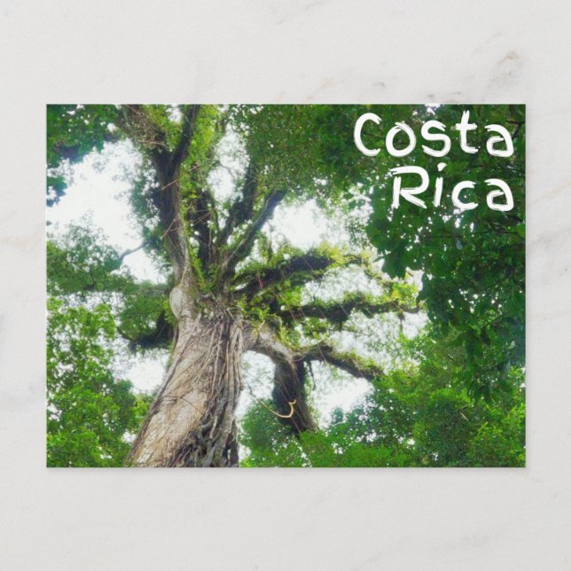 Costa Rica Tree Fotografie Postcard Postkarte (Vorderseite)