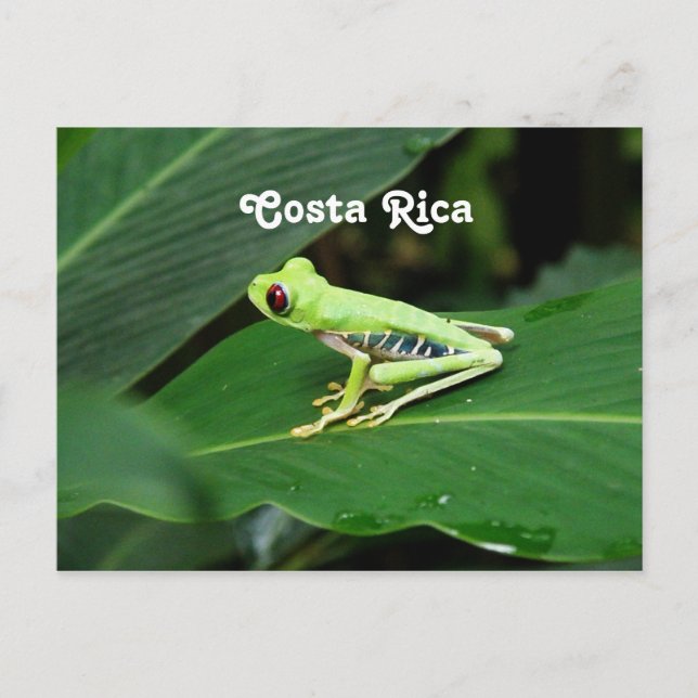 Costa Rica Tree Frog Postkarte (Vorderseite)