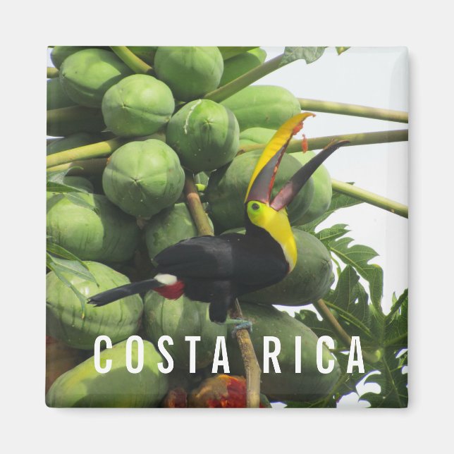 Costa Rica Tropical Toucan Souvenir Magnet (Vorne)